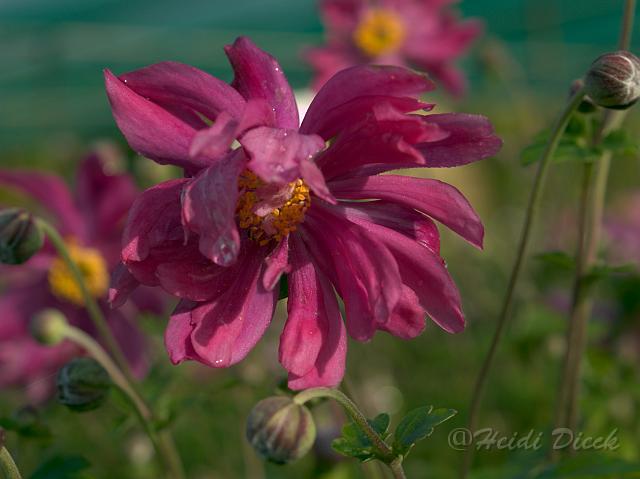 Prinz Heinrich.jpg - Anemone hup. Prinz Heinrich